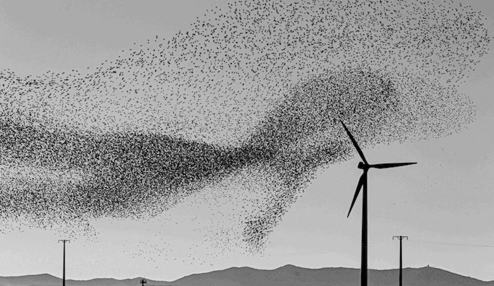 Vuelo de pájaros entre las aspas de aerogeneradores en La Muela, Zaragoza. Foto: Javier Belver